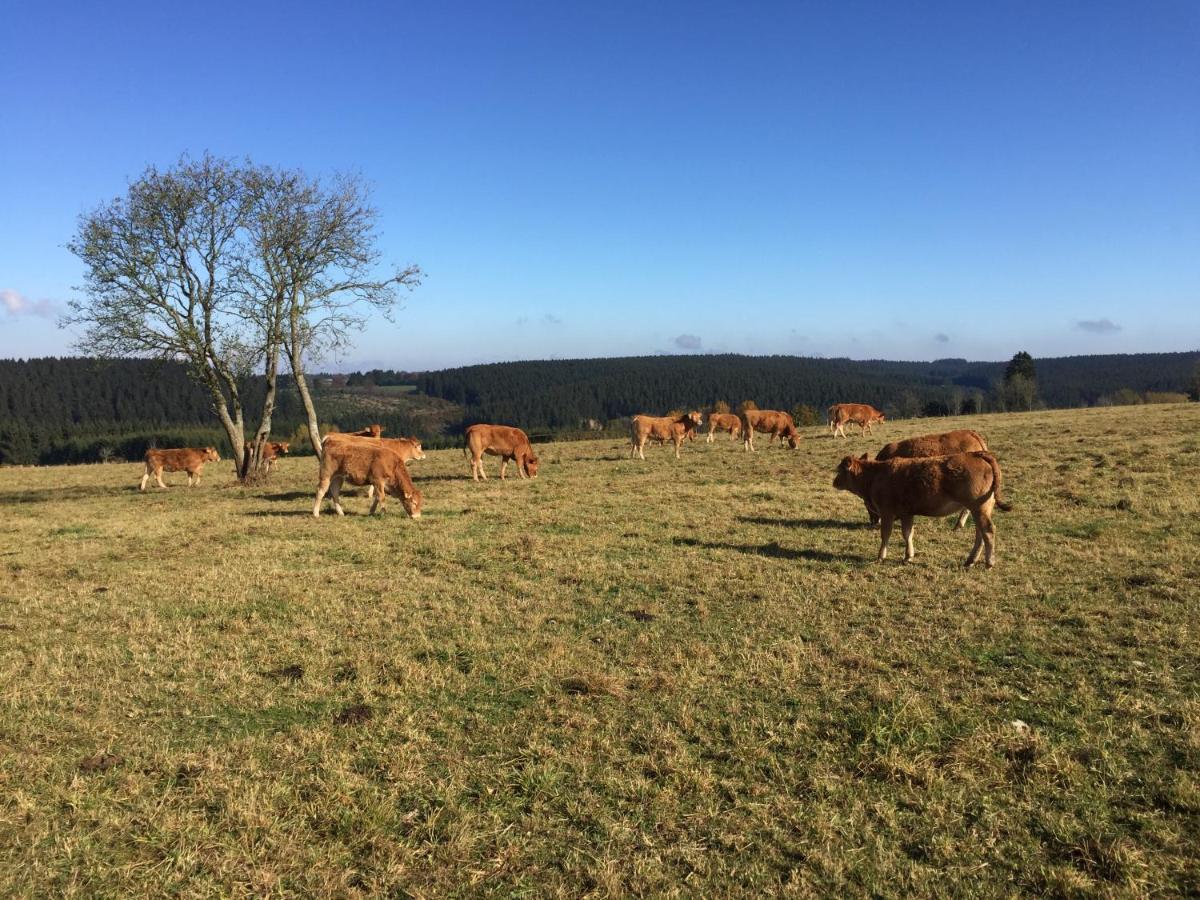 Chalet De Charme, Le "Caribou Lodge", Eifel Belge Bullange Zewnętrze zdjęcie